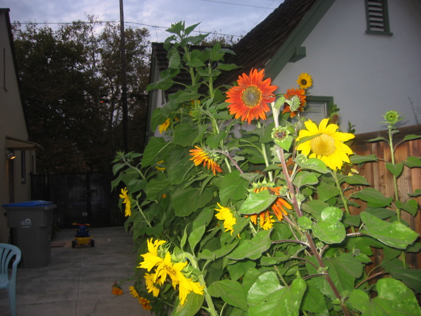 IMG_7219.JPG