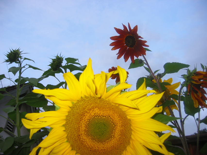 IMG_7221.JPG