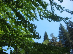 IMG_6462.JPG