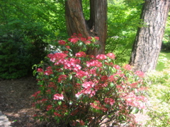 IMG_6505.JPG